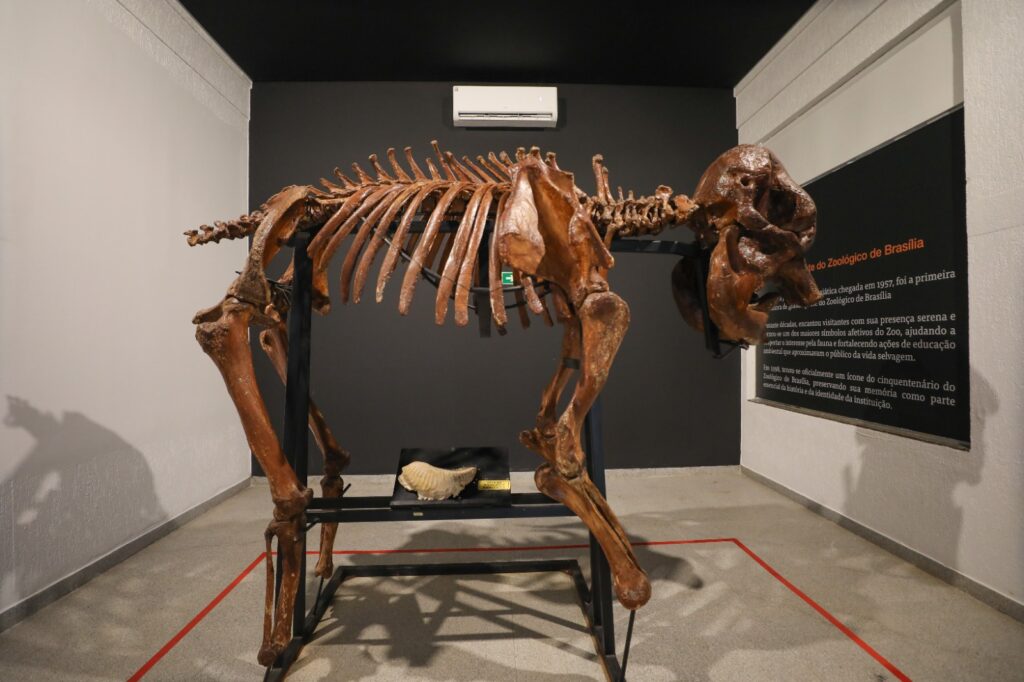 Museu do Zoo de Brasília reabre com esqueleto e acessibilidade