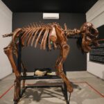 Museu do Zoo de Brasília reabre com esqueleto e acessibilidade