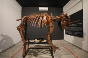 Museu do Zoo de Brasília reabre com esqueleto e acessibilidade