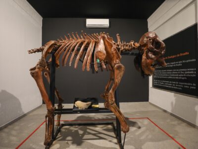 Museu do Zoo de Brasília reabre com esqueleto e acessibilidade