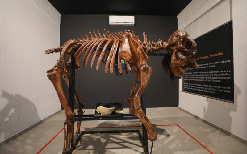 Museu do Zoo de Brasília reabre com esqueleto e acessibilidade